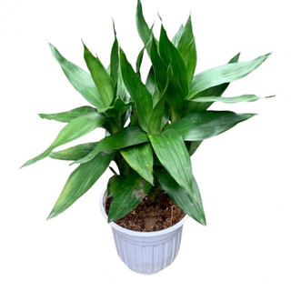 Chậu cây phát tài phát lộc cây văn phòng cây phong thủy đem lành tài lộc, may mắn