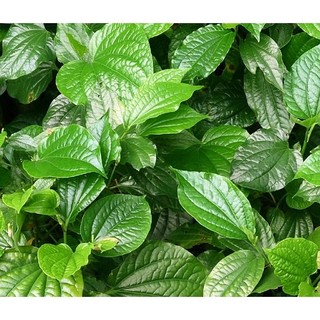 10 hạt giống cây lá lốt - 1 gói 10 hạt