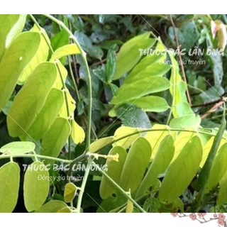 Mú từn 1kg, rễ cây mú tửn khô, thơm, sạch, hỗ trợ bổ thận tráng dương, tăng cường sinh lý, mạnh gân cốt