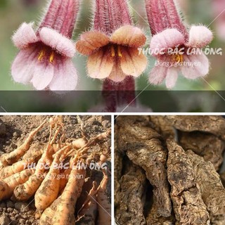 Củ sinh địa 100g, sanh địa khô, củ to, sạch - Lãn Ông