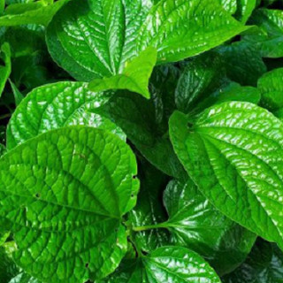 Hạt giống cây lá lốt - 10 hạt/gói