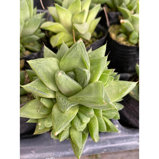 Cây sen đá hawothia ngọc lá lớn🌵 [Chính hãng]⚡ [Ảnh thật] ❤ [FreeShip] ✈ [Có sẵn]