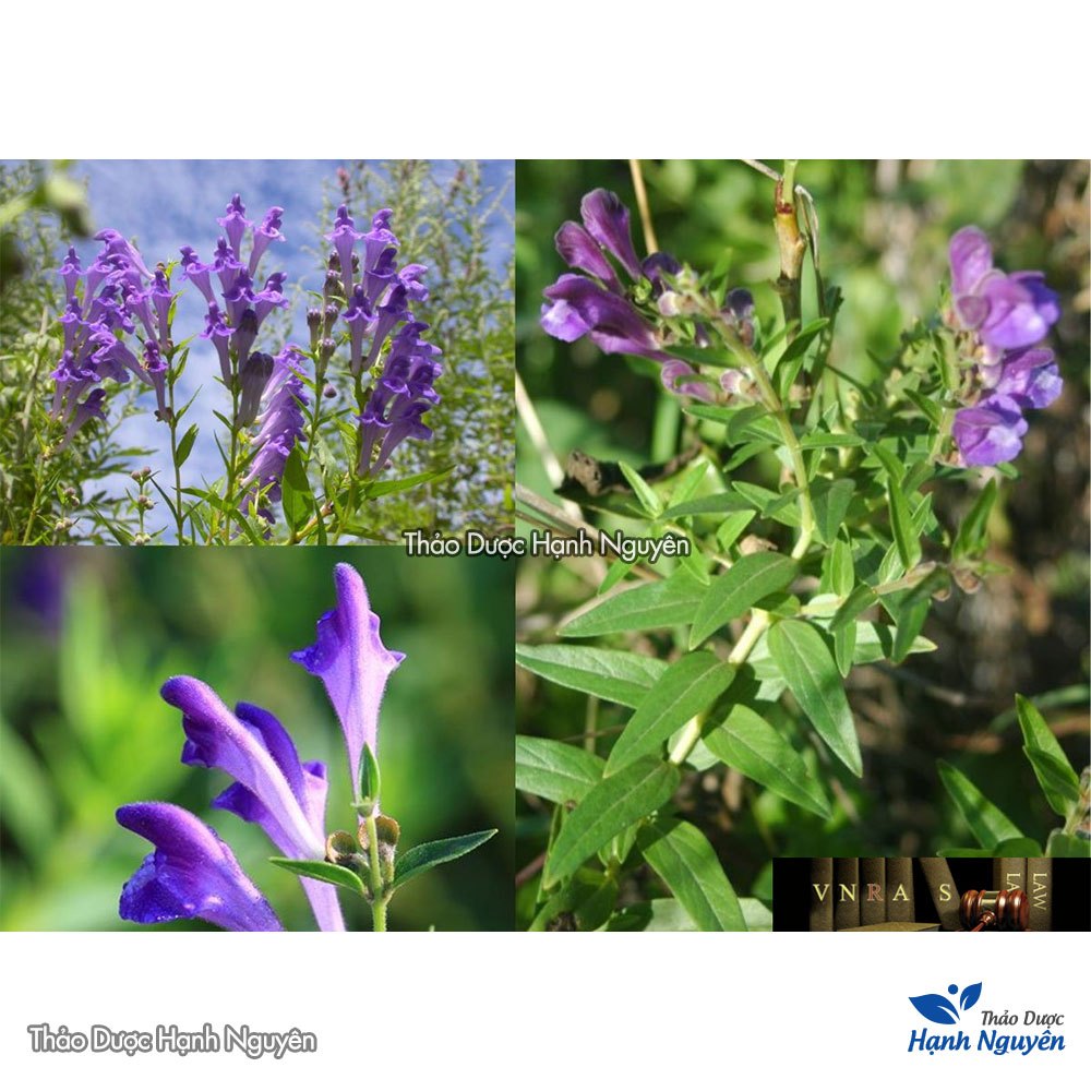 Cây Hoàng Cầm 100gr-500gr