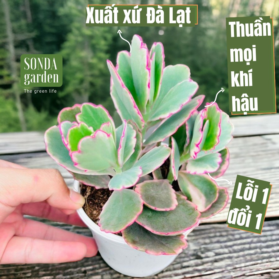 Sen đá sò SONDA GARDEN size trung bình 10cm, cây cảnh trang trí nhà cửa, lỗi 1 đổi 1