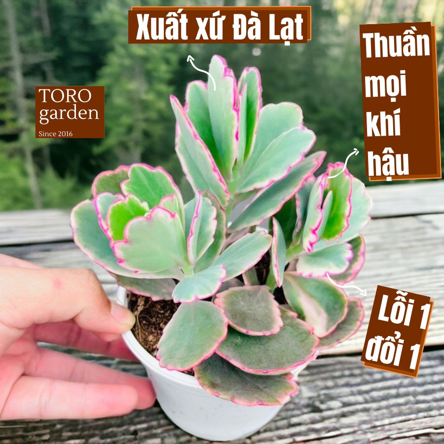 Sen đá sò Đà Lạt size trung bình cây cảnh trang trí nhà cửa Toro garden