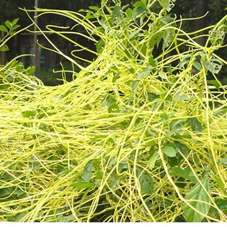 Thỏ Ty Tử (hạt tơ hồng), Túi 100g hạt đẹp, hàng mới