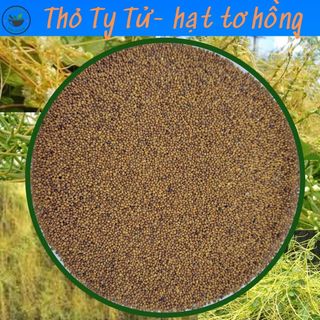 Thỏ Ty Tử (hạt tơ hồng), Túi 100g hạt đẹp, hàng mới
