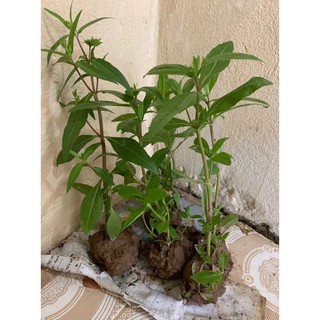 Cây cỏ mực, nhọ nồi làm giống