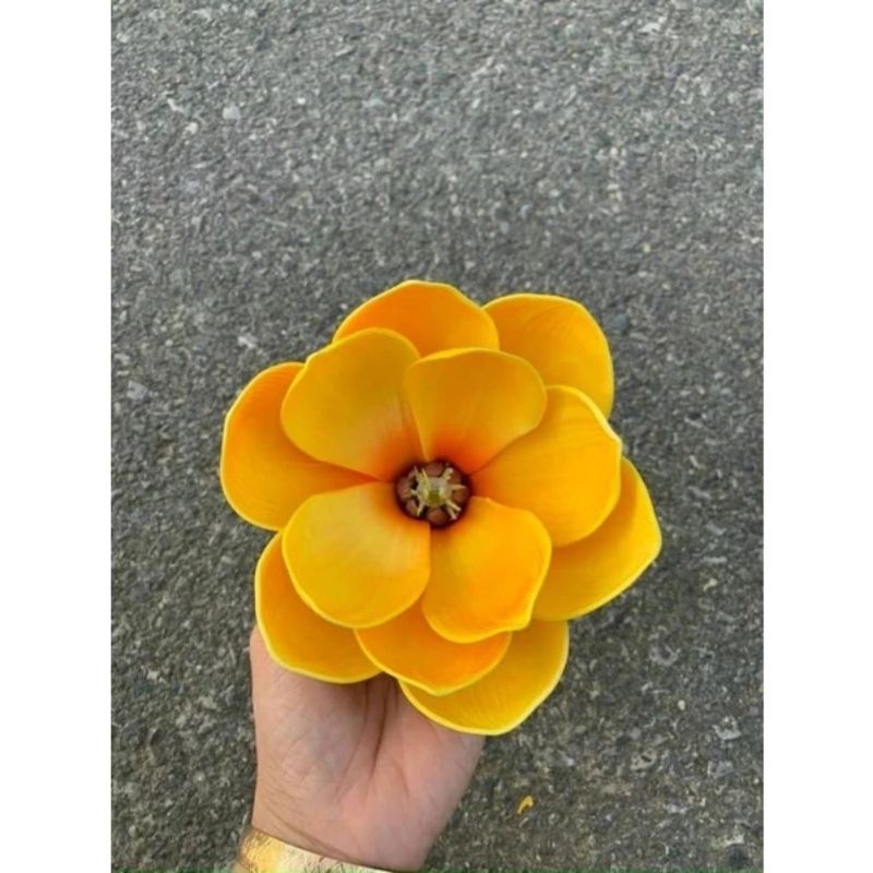 Hoa mộc lan trang trí tháp oản. bánh kẹo.đồ tết