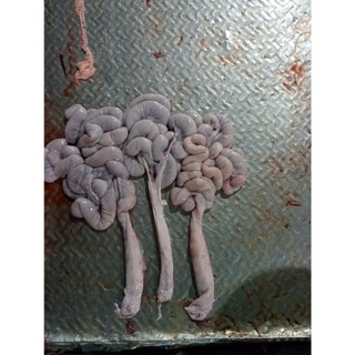 Tràng lợn,trễ lợn tươi,ngon, giòn sần sật 250k/kg