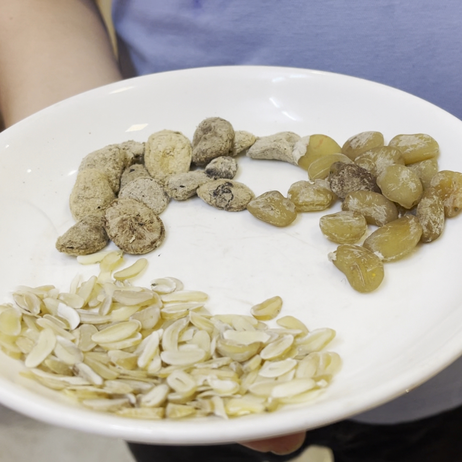 Hạt Sang (Hạt Sành) Loại Già Chữa Đau Dạ Dày, Đi Ngoài Phân Lỏng, Hạt Sang Dân Tộc Mông