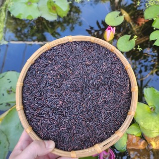 Gạo lứt đen dẻo điện biên hút chân không - Không cần ngâm gạo - Gạo Lứt Dẻo Thơm Ngon