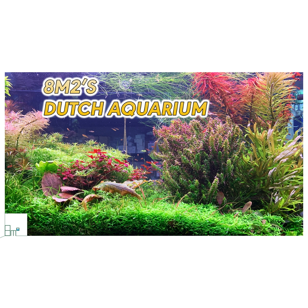 Hồng Thái Dương & Hoàng Thái Dương | Cây Thủy Sinh Hậu Cảnh, Cắt Cắm | 8m2