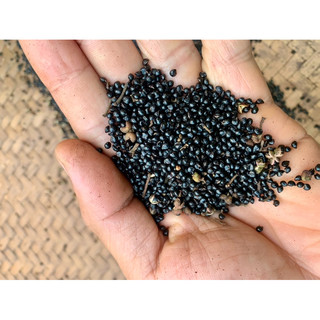 Hạt giống mắc khén - giống mác khén - set 5 hạt