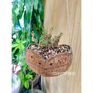 Chậu gáo dừa trồng lan/ sen đá