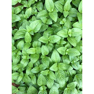 🌱 Chậu cây lựu, cây cao khoẻ cứng cáp, chậu gồm nhiều cây như hình
