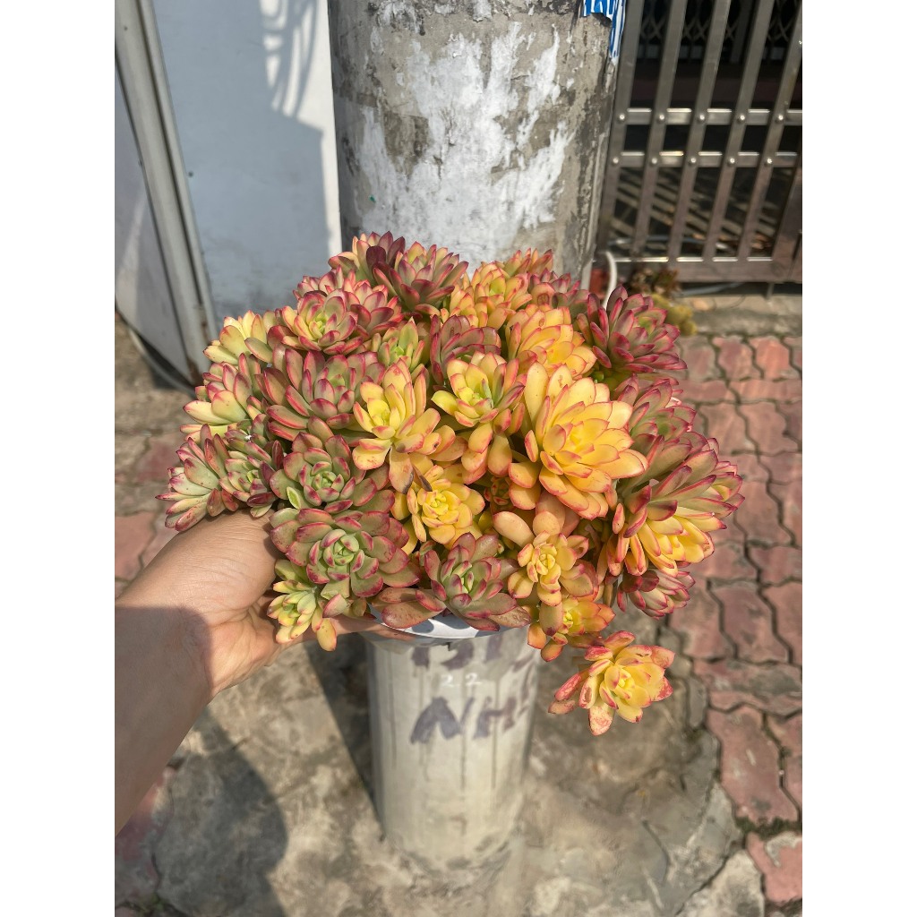 Sen đá mặt trời var