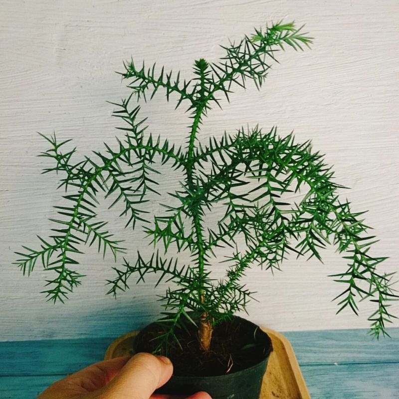 Cây Tùng Bách Tán