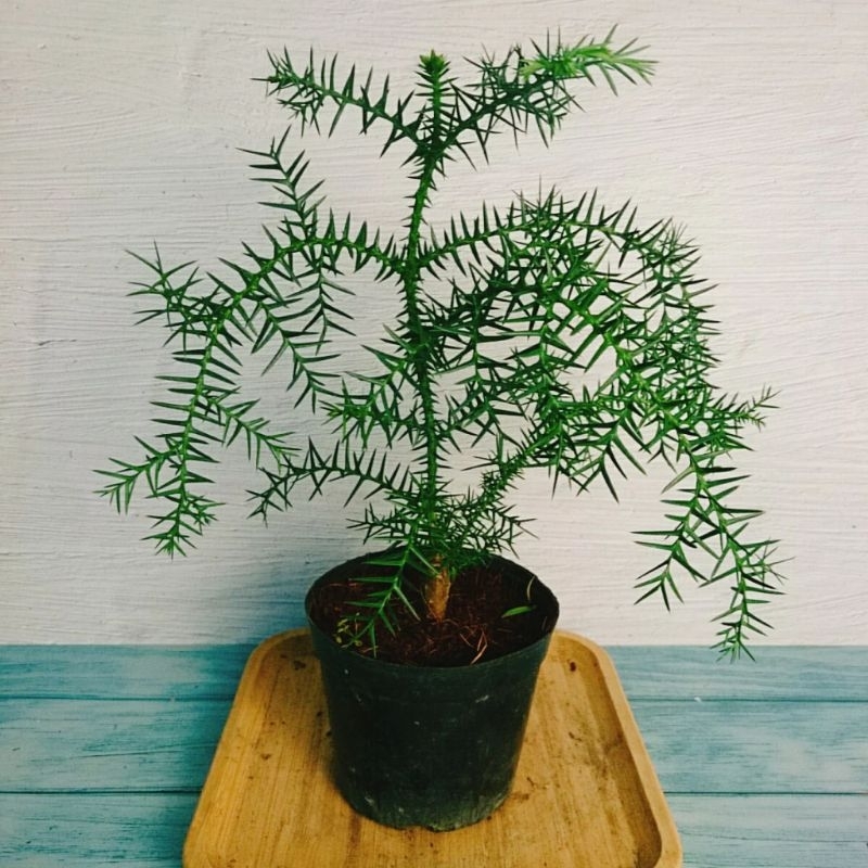 Cây Tùng Bách Tán