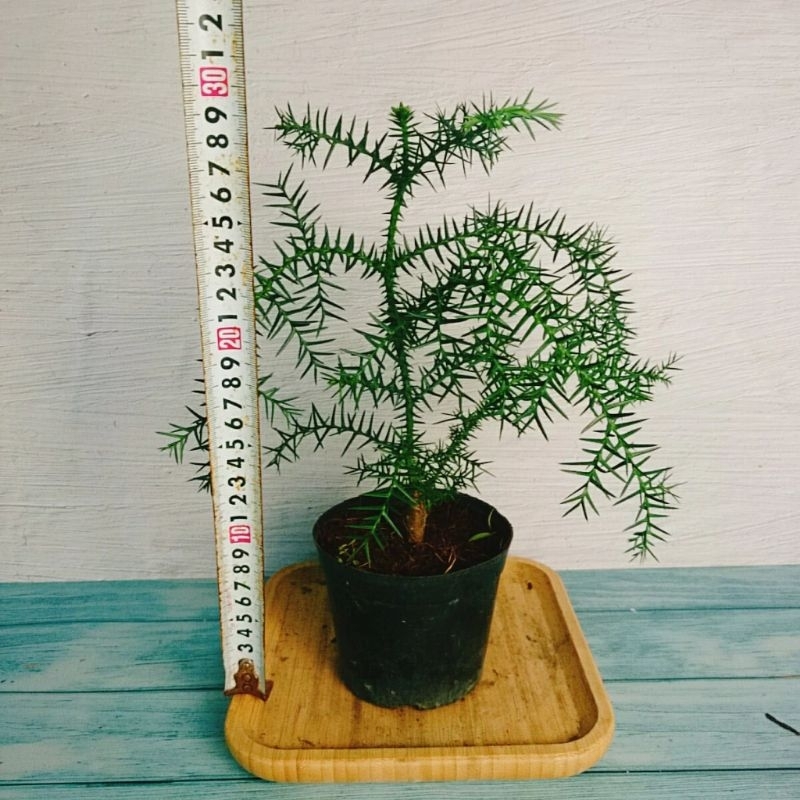 Cây Tùng Bách Tán