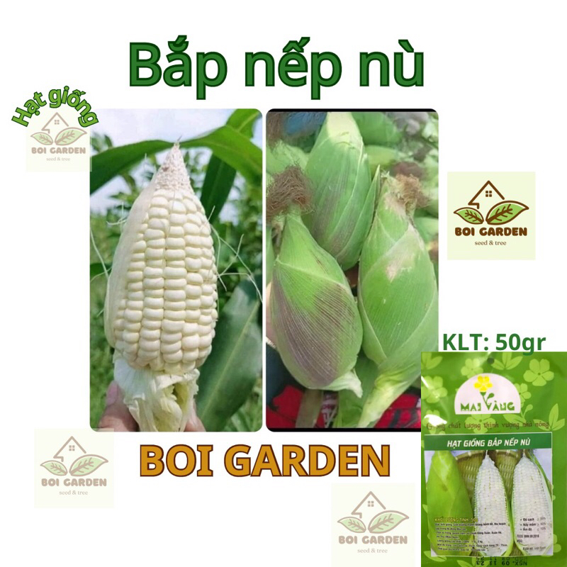 Hạt Giống Bắp Nếp Nù Siêu Sẻo (109)