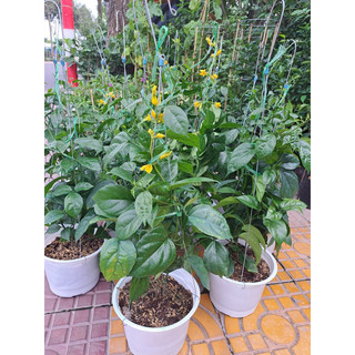 Cây lan hoàng dương chậu treo - hàng có sẵn
