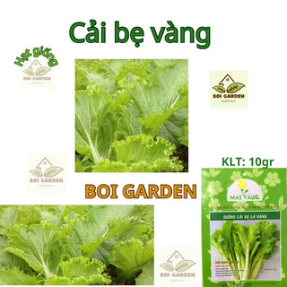 Hạt giống Cải bẹ lá vàng