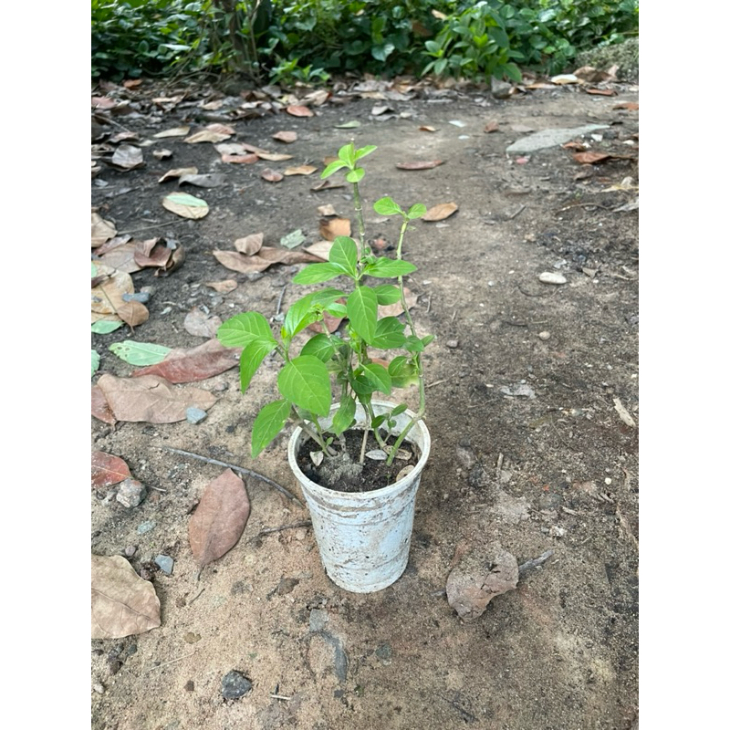 Cây hoa kiến cò