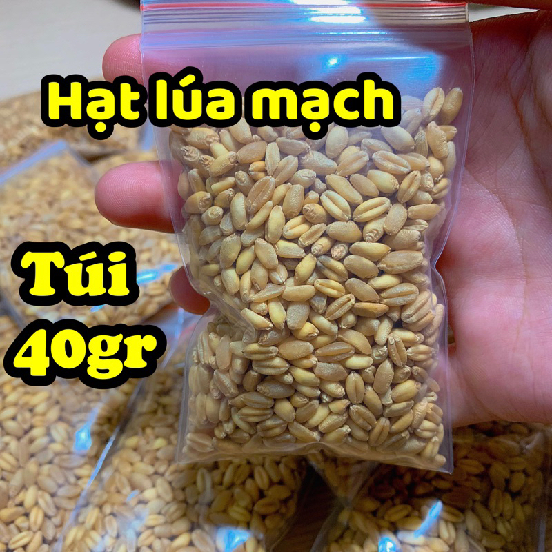 Cỏ Lúa Mạch Tươi Trồng Sẵn Cho Mèo