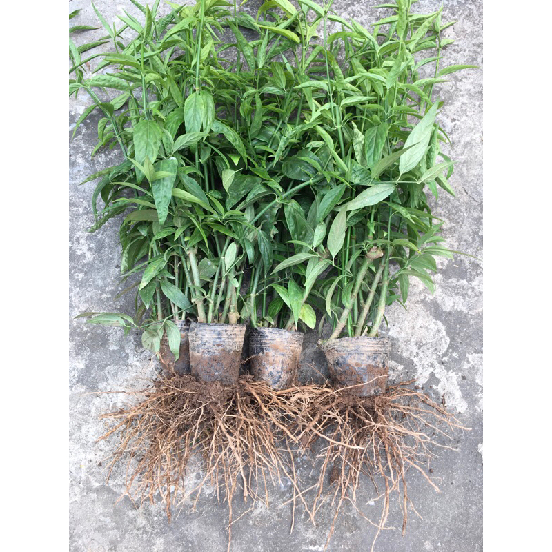 Cây bìm bịp , cây xương khỉ .