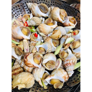 Ốc Bullot Pháp (1ký) 20-30c