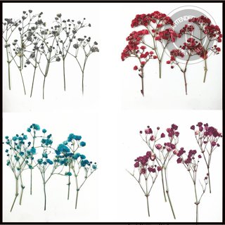 Hoa khô decor cocktail 12 cành | Dụng cụ bartender