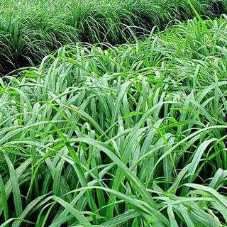 Hạt giống cây sả