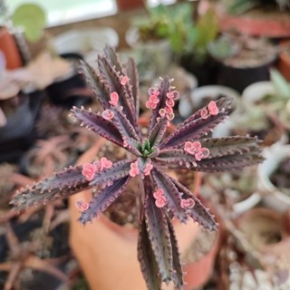 Sen đá bướm hồng. kalanchoe pink butterflies. cây sống đời thằn lằn đột biến hồng. sen đá, xương rồng, dứa.
