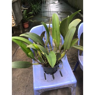 Hoa lan cattlaya cây thuần vườn đang nụ