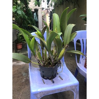 Hoa lan cattlaya cây thuần vườn đang nụ