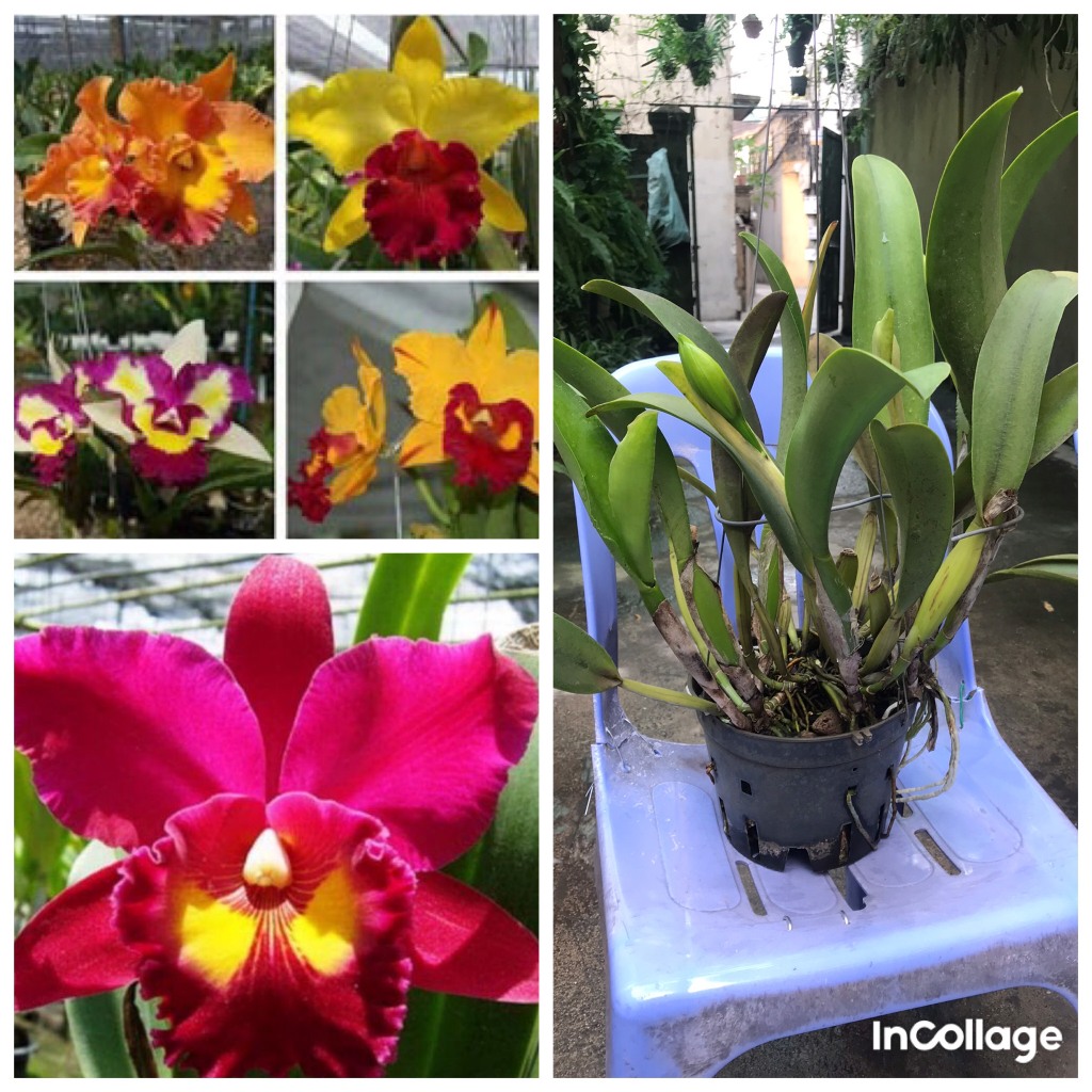 Hoa lan cattlaya cây thuần vườn đang nụ