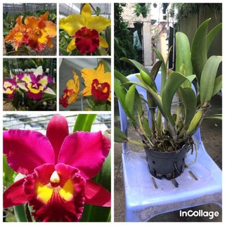 Hoa lan cattlaya cây thuần vườn đang nụ
