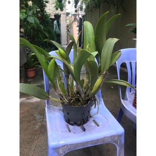 Hoa lan cattlaya cây thuần vườn đang nụ