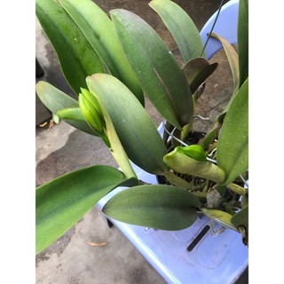 Hoa lan cattlaya cây thuần vườn đang nụ