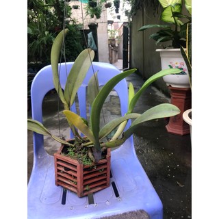 Hoa lan cattlaya cây thuần vườn đang nụ