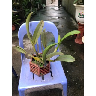 Hoa lan cattlaya cây thuần vườn đang nụ