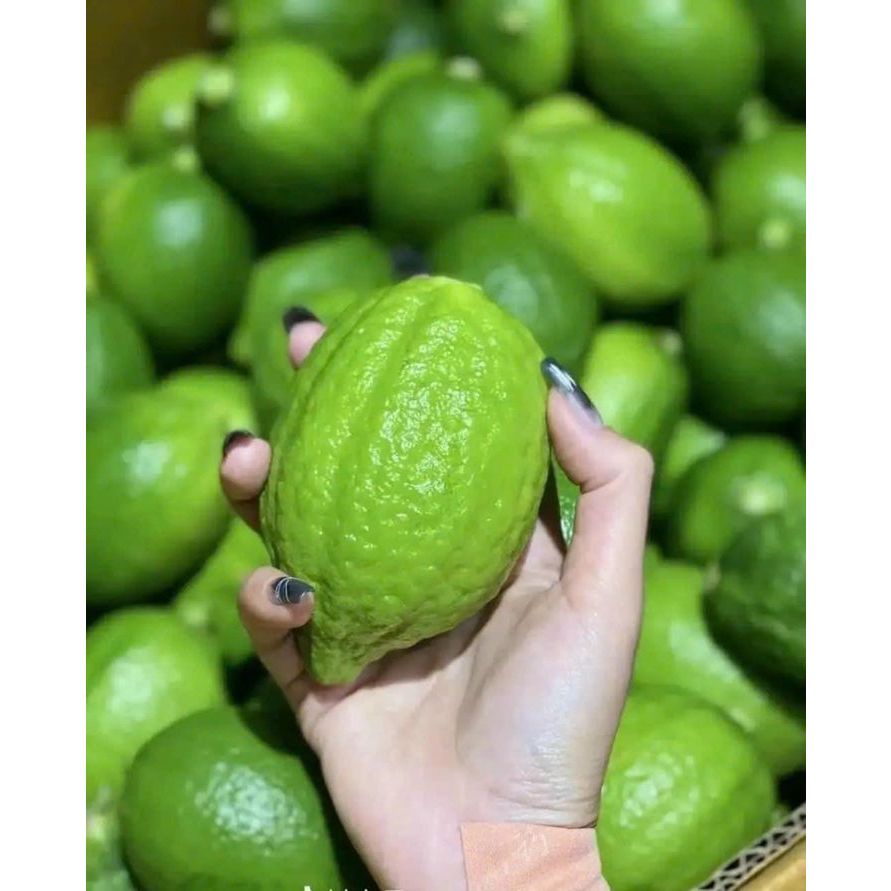 Chanh nước hoa Quảng Đông làm trà chanh giã tay - Có giaohỏa tốc