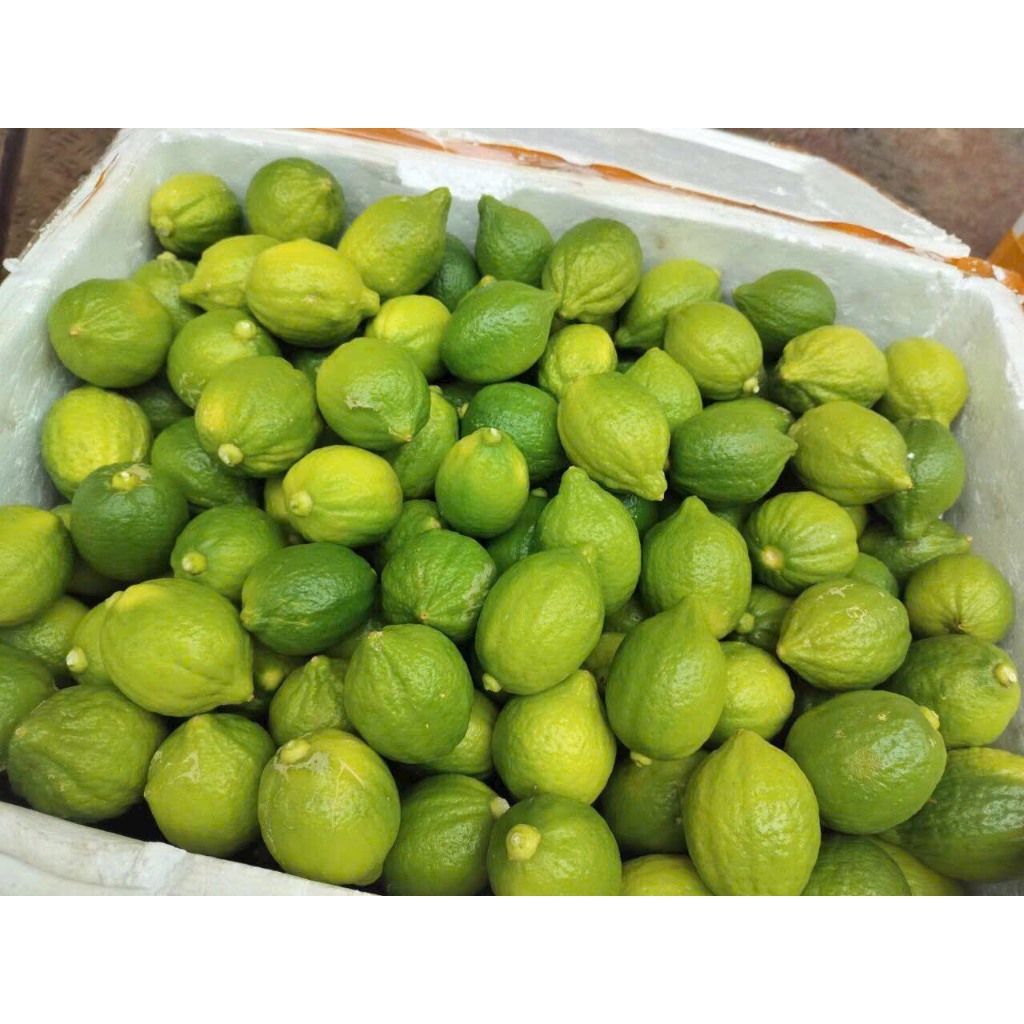 Chanh nước hoa Quảng Đông làm trà chanh giã tay - Có giaohỏa tốc