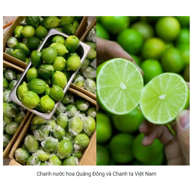 Chanh nước hoa Quảng Đông làm trà chanh giã tay - Có giaohỏa tốc