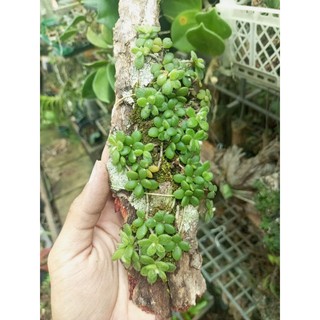 Combo lan Nhung, lan sen đá mini xanh mướt