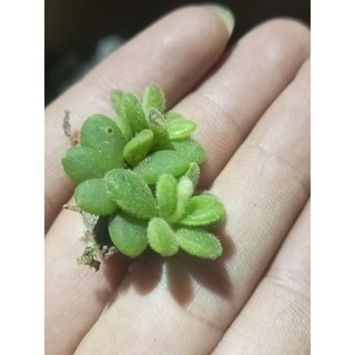 Combo lan Nhung, lan sen đá mini xanh mướt