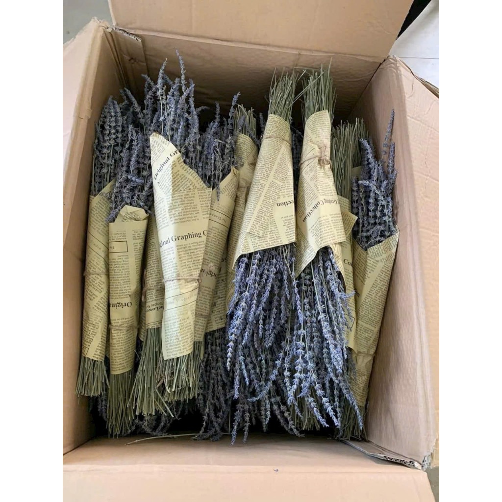 BÓ 50 CÀNH HOA OẢI HƯƠNG KHÔ, HOA LAVENDER KHÔ BÓ LÀM QUÀ TẶNG, TRANG TRÍ DECOR