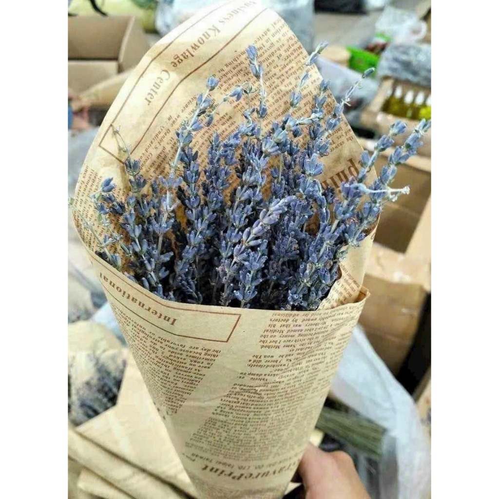 BÓ 50 CÀNH HOA OẢI HƯƠNG KHÔ, HOA LAVENDER KHÔ BÓ LÀM QUÀ TẶNG, TRANG TRÍ DECOR