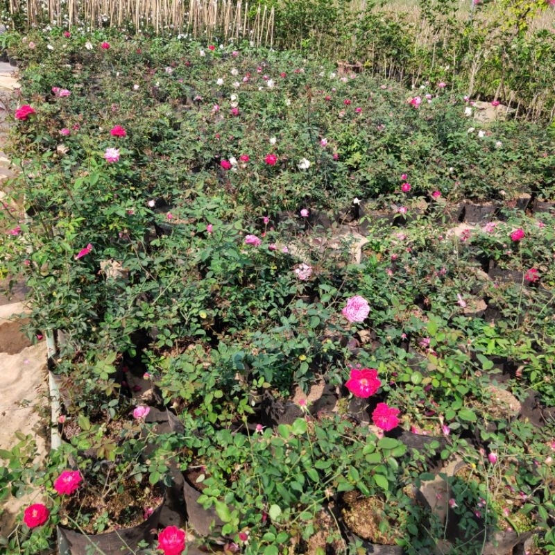 Hoa hồng Vân Khôi, Đào cổ